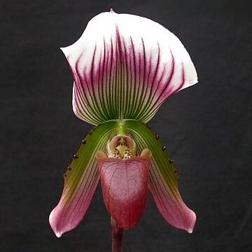 Paphiopedilum callosum var. callosum unspecified picture