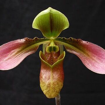 Paphiopedilum appletonianum unspecified picture