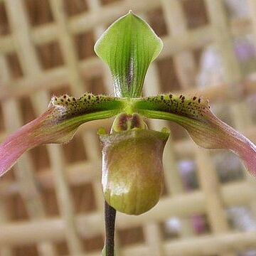 Paphiopedilum bullenianum unspecified picture