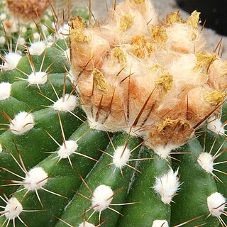 Parodia columnaris unspecified picture