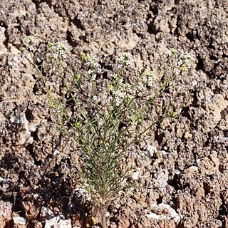 Lepidium eastwoodiae unspecified picture