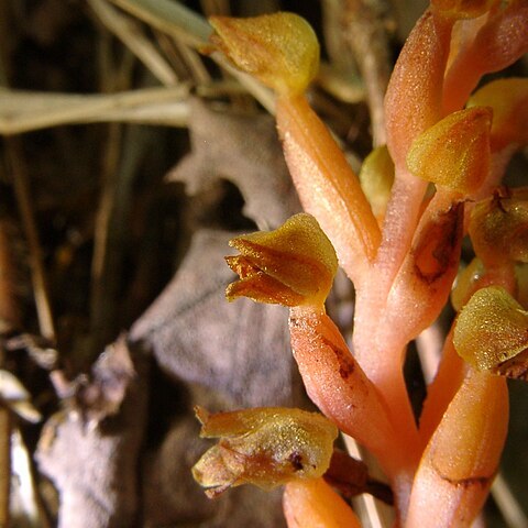 Chamaegastrodia shikokiana unspecified picture