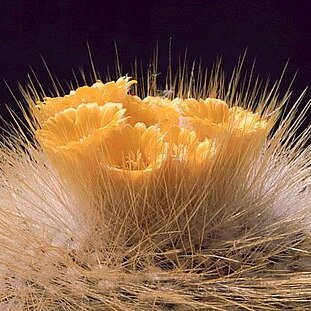 Parodia chrysacanthion unspecified picture