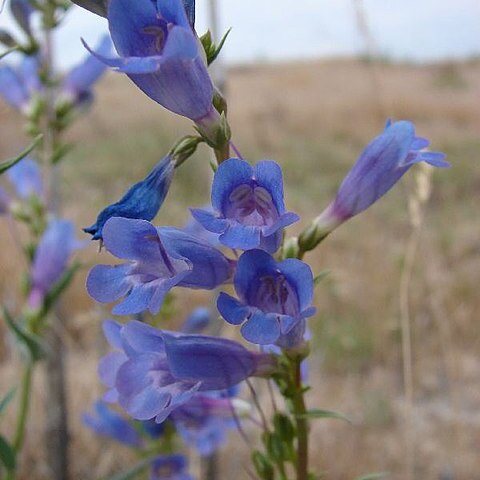 Penstemon perpulcher unspecified picture