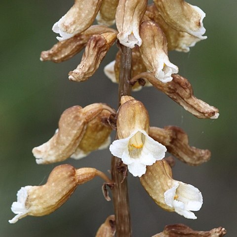 Gastrodia entomogama unspecified picture