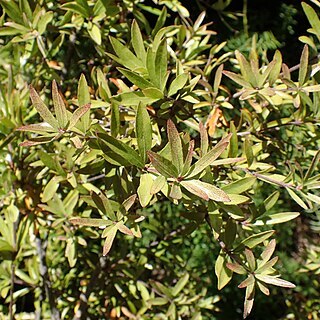 Pittosporum pimeleoides unspecified picture