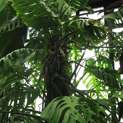 Monstera epipremnoides unspecified picture