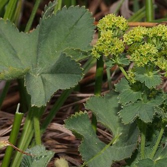 Alchemilla diademata unspecified picture