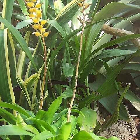 Aechmea pedicellata unspecified picture