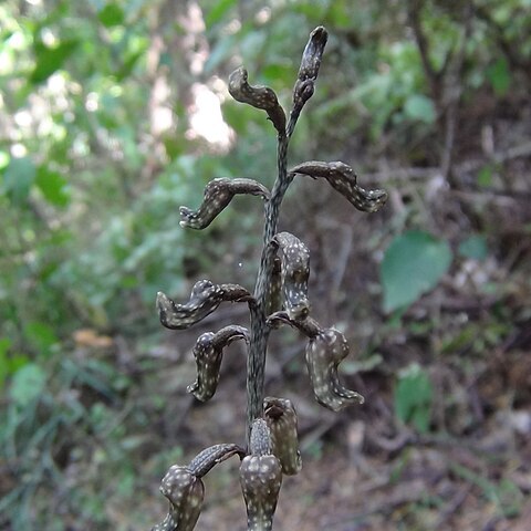 Gastrodia cooperae unspecified picture