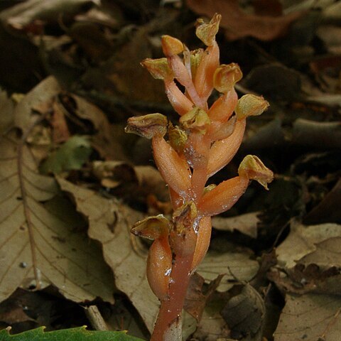 Chamaegastrodia unspecified picture