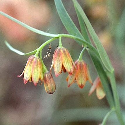 Fritillaria eastwoodiae unspecified picture