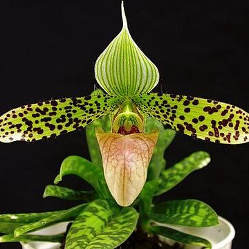 Paphiopedilum sukhakulii unspecified picture