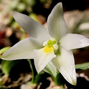 Constantia cipoensis unspecified picture