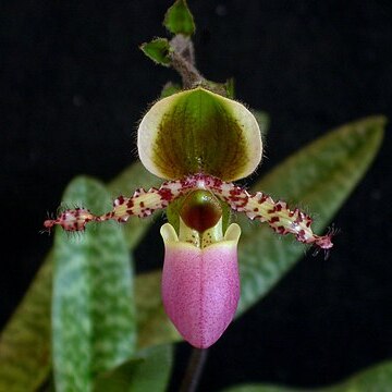 Paphiopedilum liemianum unspecified picture