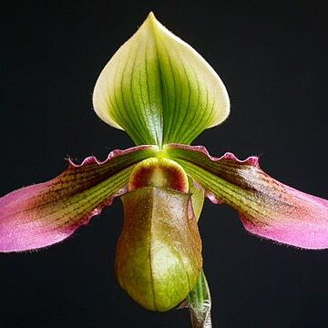 Paphiopedilum hookerae var. hookerae unspecified picture