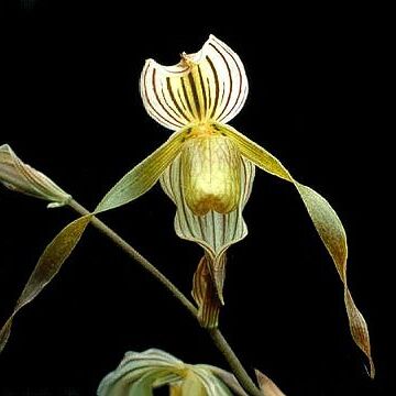 Paphiopedilum kolopakingii unspecified picture