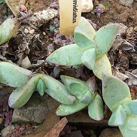 Pleiospilos compactus subsp. sororius unspecified picture