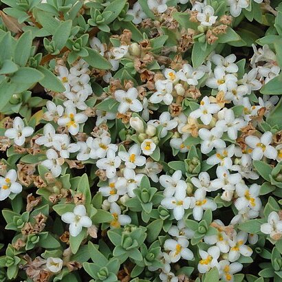 Pimelea prostrata unspecified picture