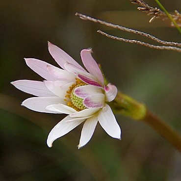 Anemone thomsonii unspecified picture