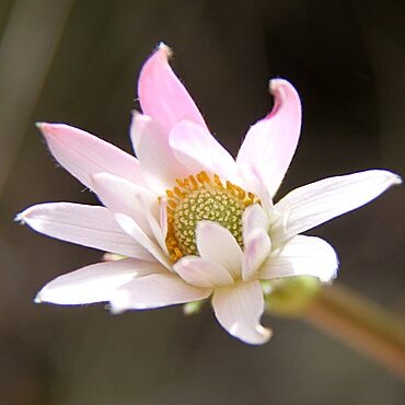 Anemone thomsonii unspecified picture