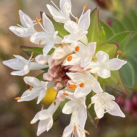 Pimelea ciliata unspecified picture