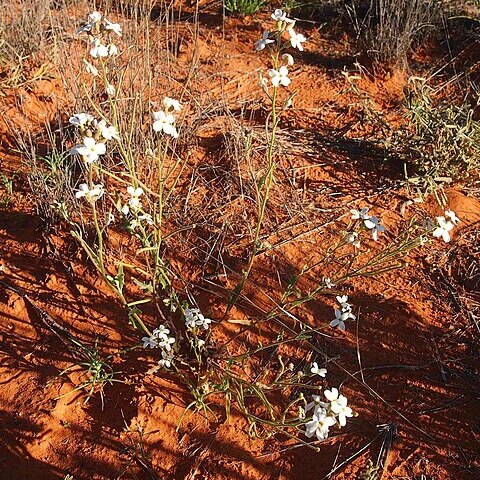 Blennodia canescens unspecified picture