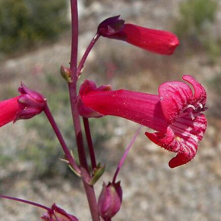 Penstemon utahensis unspecified picture