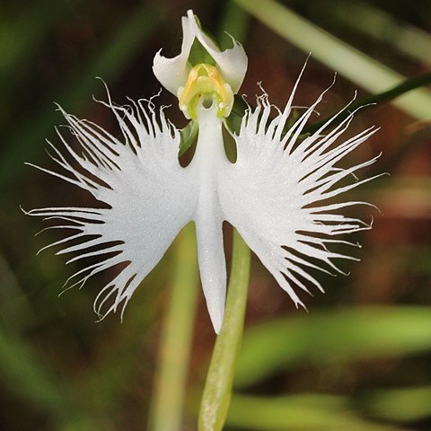 Pecteilis unspecified picture