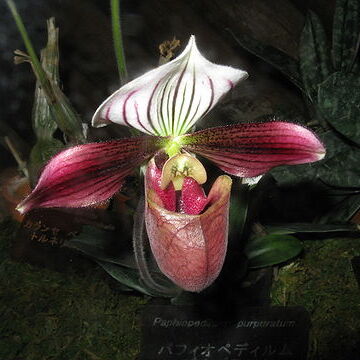 Paphiopedilum purpuratum unspecified picture