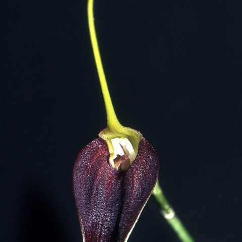 Masdevallia cardiantha unspecified picture