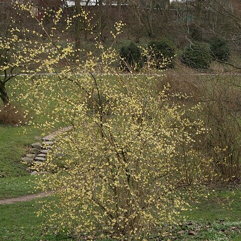 Forsythia giraldiana unspecified picture