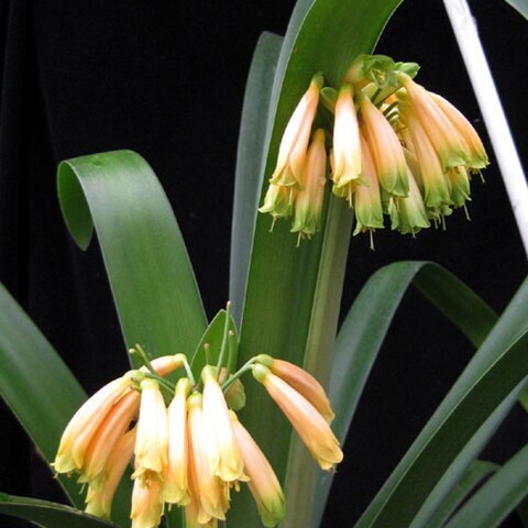 Clivia gardenii unspecified picture