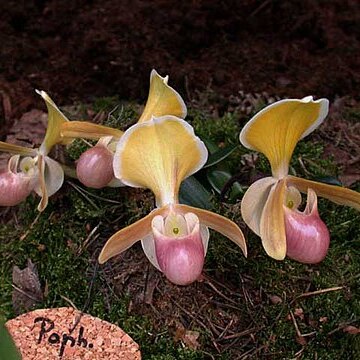 Paphiopedilum helenae unspecified picture