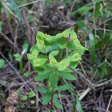 Euphorbia sieboldiana unspecified picture