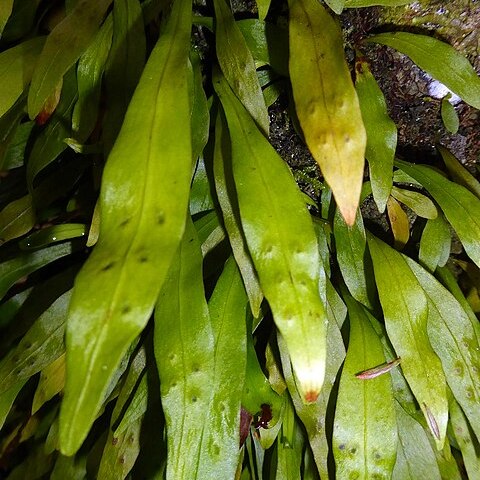 Loxogramme dictyopteris unspecified picture