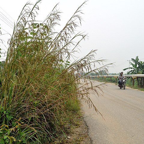 Themeda gigantea unspecified picture