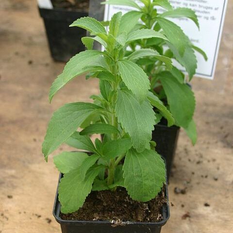 Stevia unspecified picture