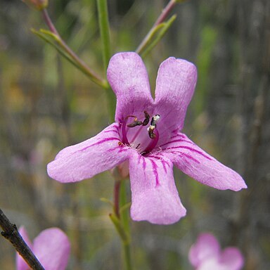 Penstemon thurberi unspecified picture