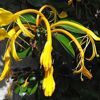 Lonicera hildebrandiana unspecified picture