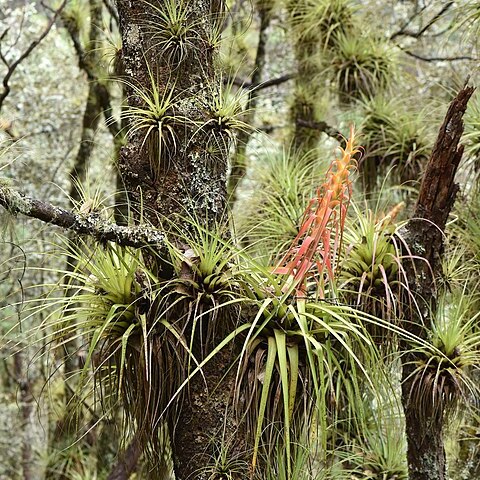 Tillandsia calothyrsus unspecified picture