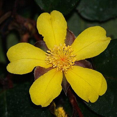 Hibbertia dentata unspecified picture