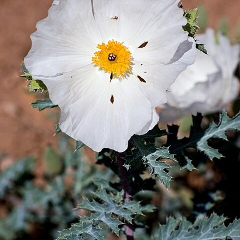 Argemone polyanthemos unspecified picture