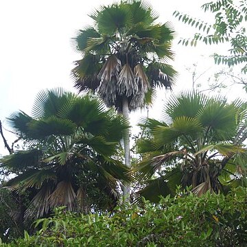 Pritchardia beccariana unspecified picture