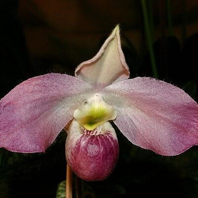 Paphiopedilum vietnamense unspecified picture