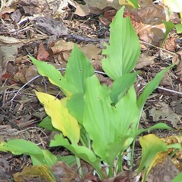 Hosta tsushimensis unspecified picture