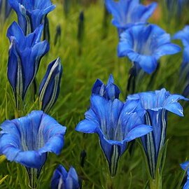 Gentiana ternifolia unspecified picture