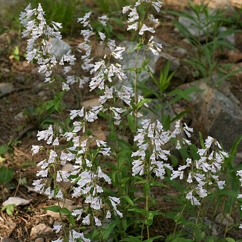 Penstemon arkansanus unspecified picture