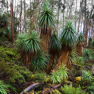 Richea unspecified picture