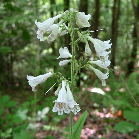 Penstemon brevisepalus unspecified picture